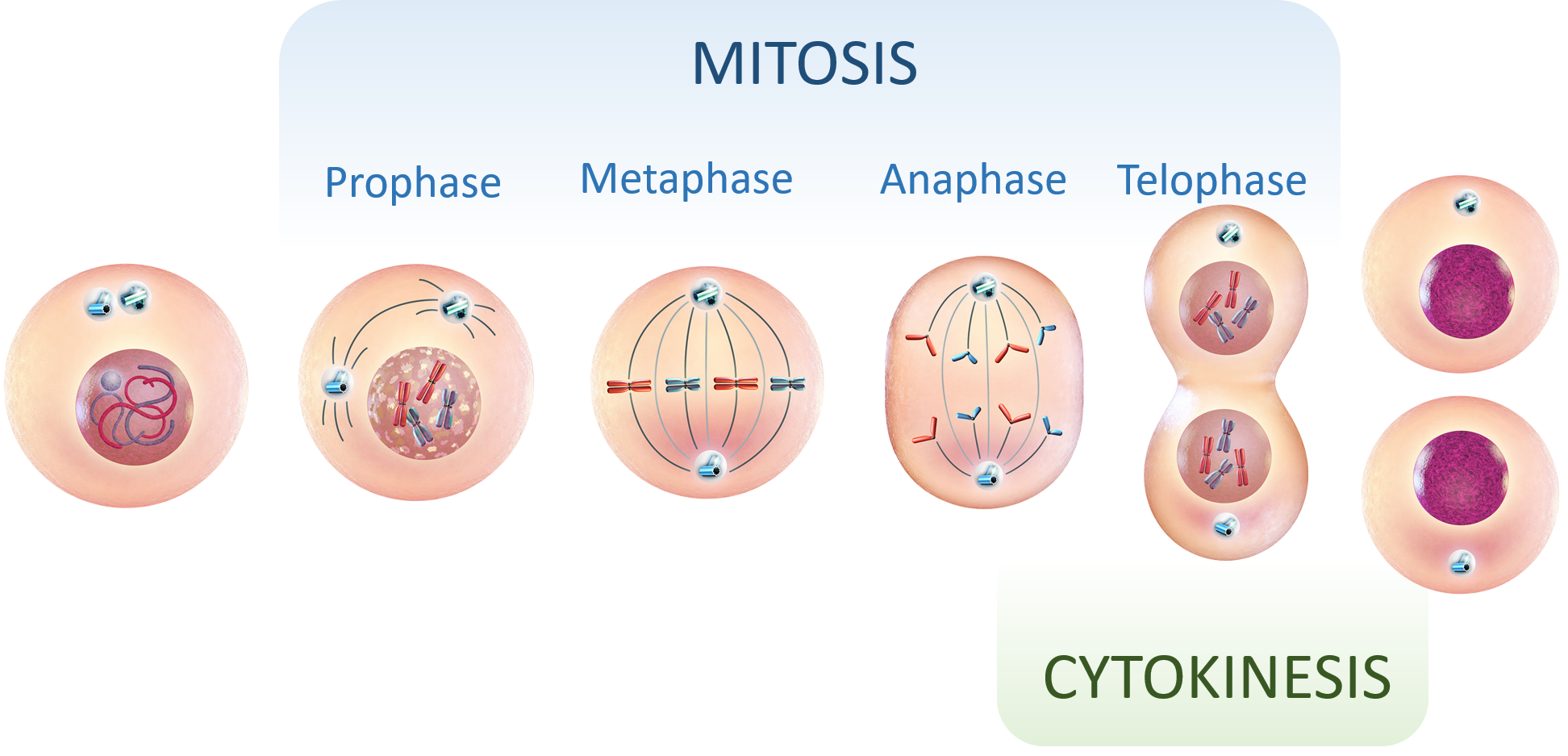 Cytokinesis